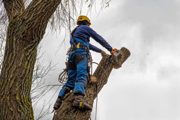 Best Hedge Trimming  in Grottoes, VA