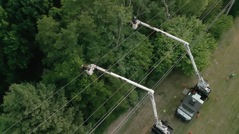 Best Tree Trimming and Pruning  in Grottoes, VA