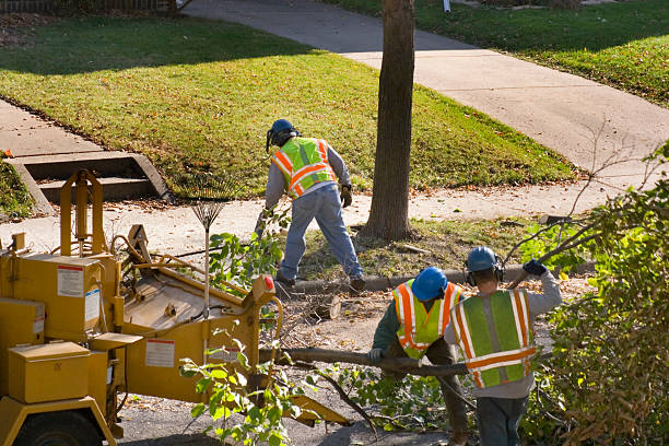 Best Arborist Consultation Services  in Grottoes, VA