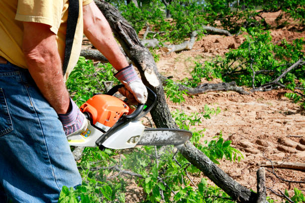 Best Commercial Tree Services  in Grottoes, VA