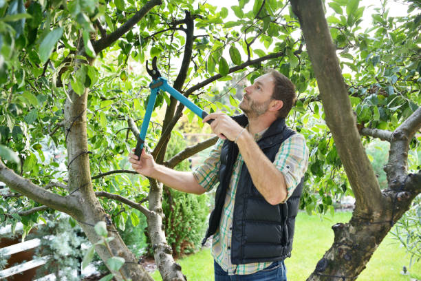 Best Fruit Tree Pruning  in Grottoes, VA